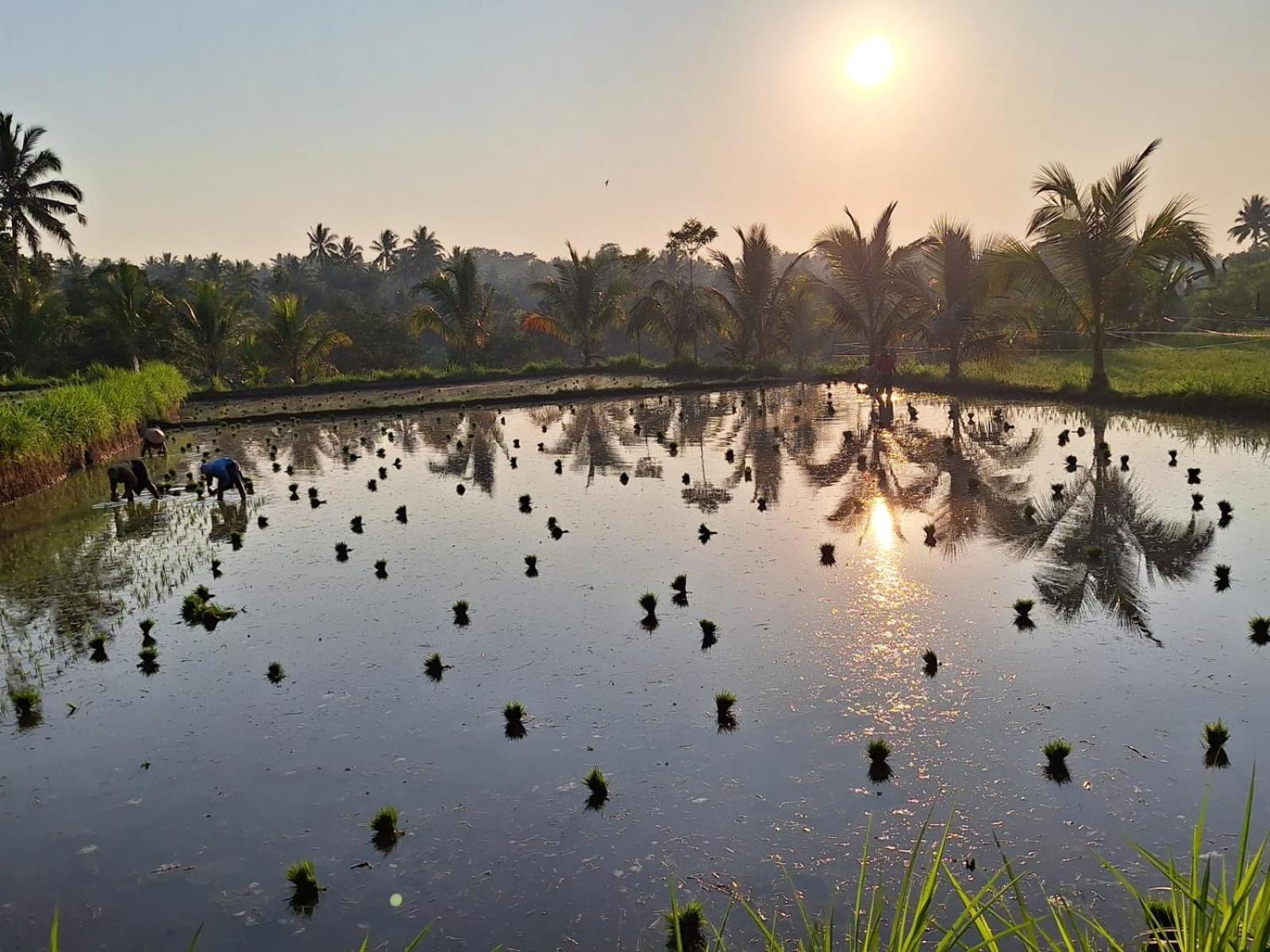 Bunga Maliq Bungalow Lombok تيتيباتو الغرفة الصورة